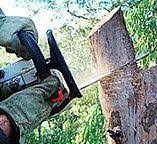 Trusted Glendora, NJ Tree Removal Experts