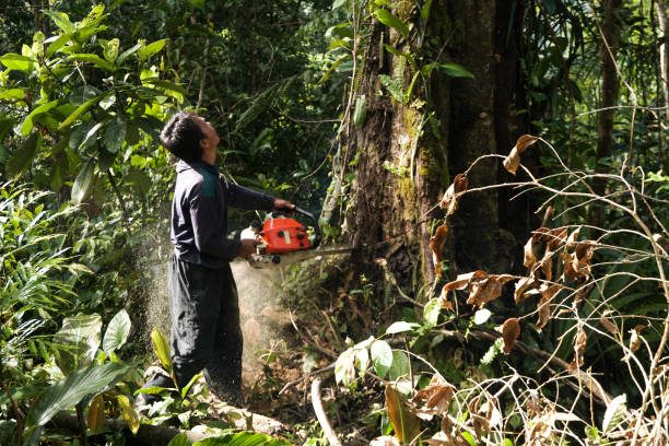 Best Tree and Shrub Care  in Glendora, NJ
