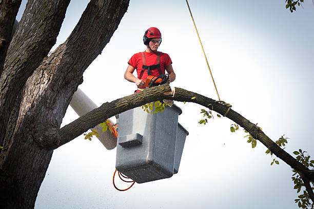 How Our Tree Care Process Works  in  Glendora, NJ