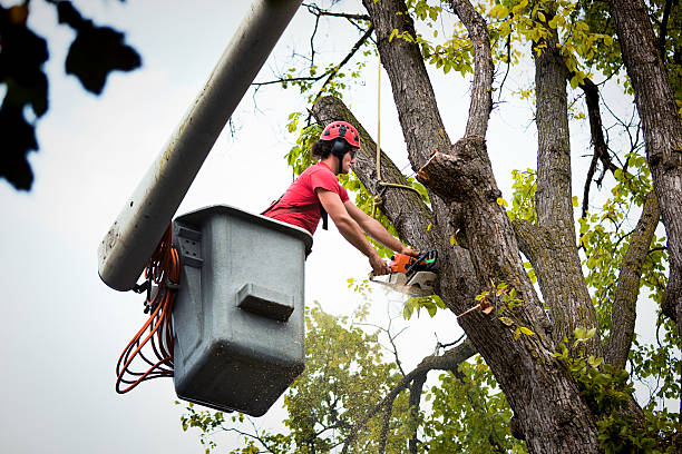 Best Tree Risk Assessment  in Glendora, NJ