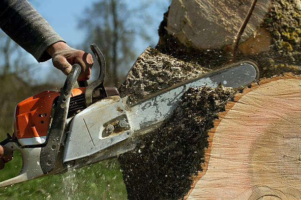 Best Storm Damage Tree Cleanup  in Glendora, NJ